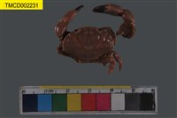 藏品(火紅皺蟹)的圖片